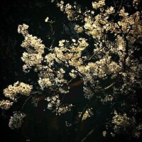 夜桜🌸🫧💗