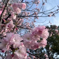 ゆず