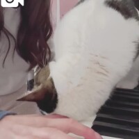 花粉症終了宣言