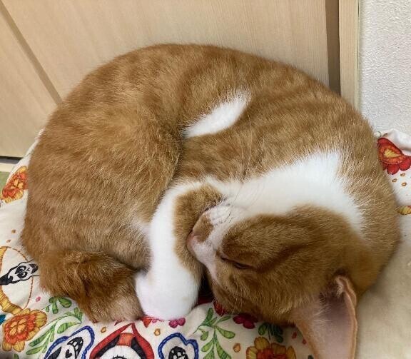 🧡次回出勤予定🧡
