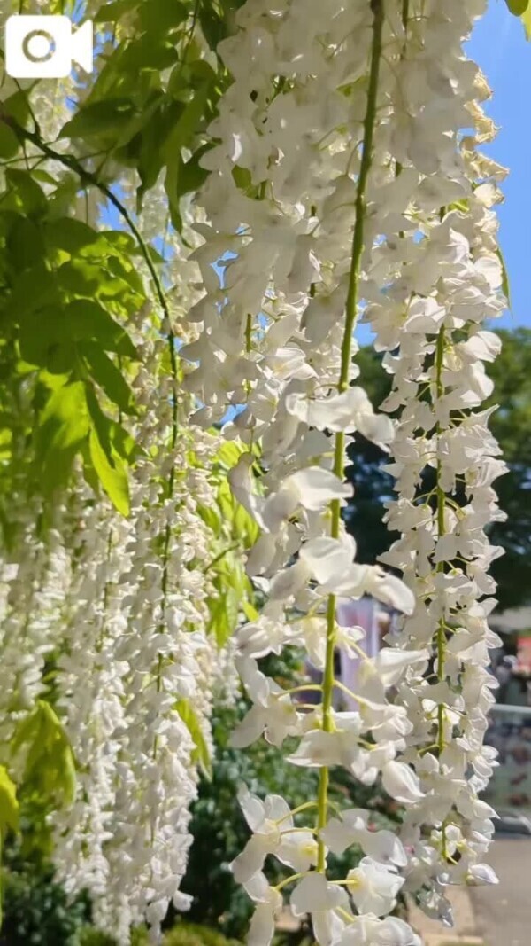 🌼癒やしのお裾分け