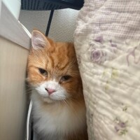 ほのか