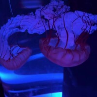タコの横にたこ焼きのオブジェ