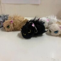 なつかない猫🐈