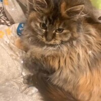 ちえり