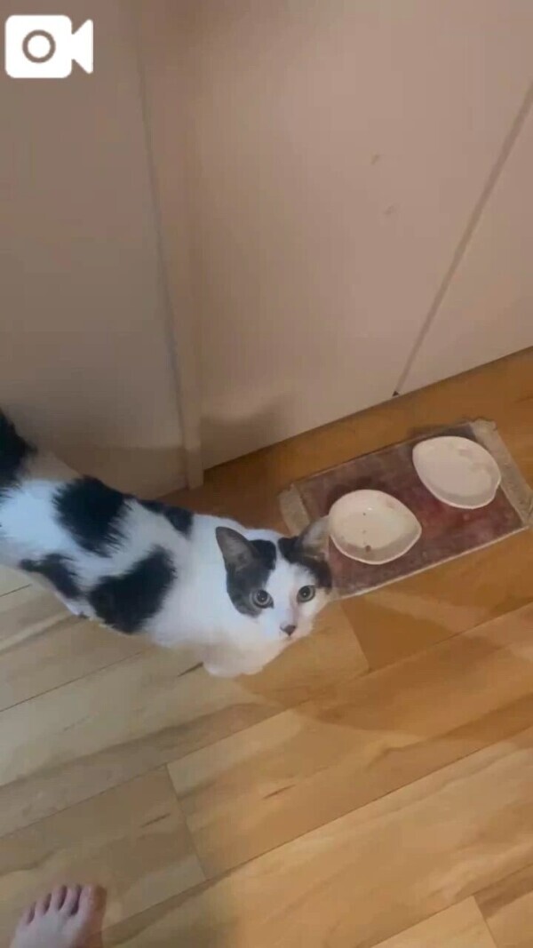 🐈‍⬛また猫と喋ってる🐈‍⬛