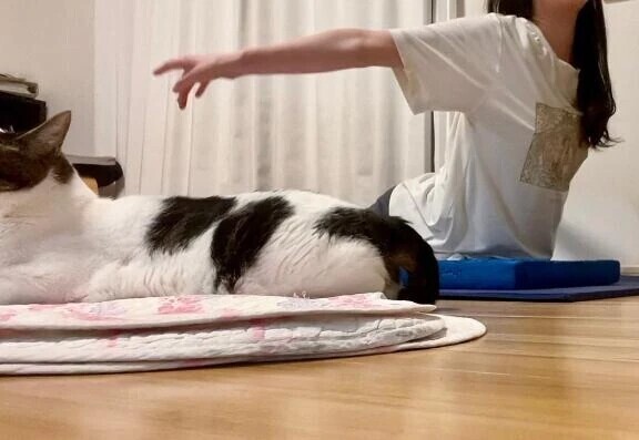 猫のプライバシー保護？