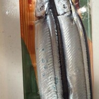 秋刀魚デビュー🐟ギョざいます