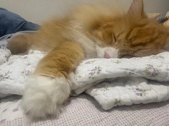 帰宅〜＼( ´･ω･`)┐しゅたっ