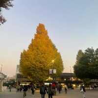 早いけどおやすみー🍁