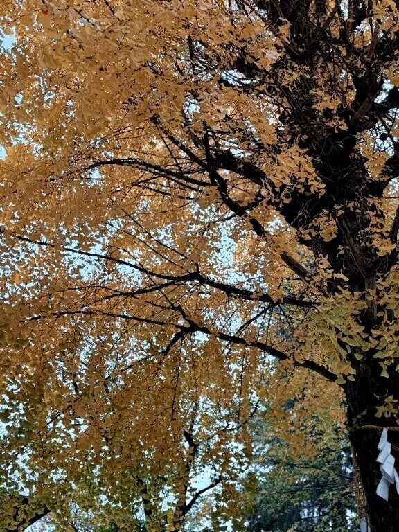 まだまだ楽しめそう😌