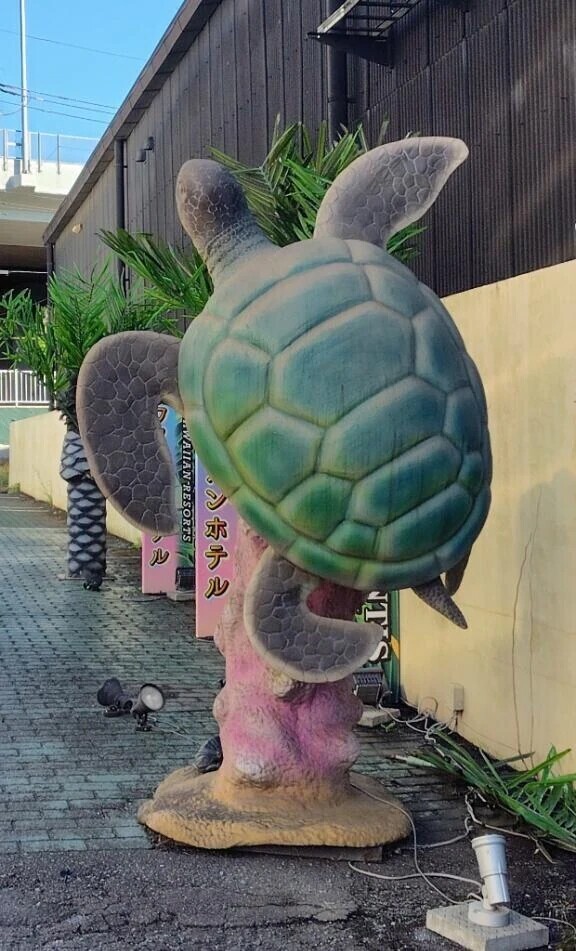 か、亀？！！🐢