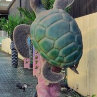 か、亀？！！🐢