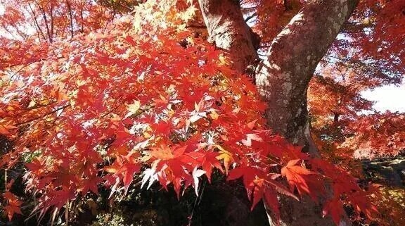 もみじ狩り🍁