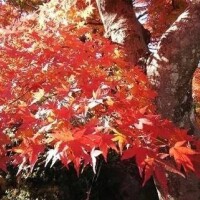 もみじ狩り🍁