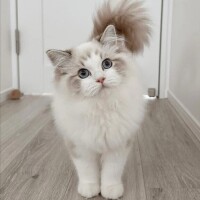 🌿年内は元気に過ごせますように🌿