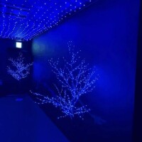 きらきら魔法にかけられた日🌟