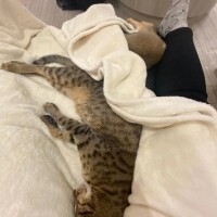 おやすみ〜🐑💤