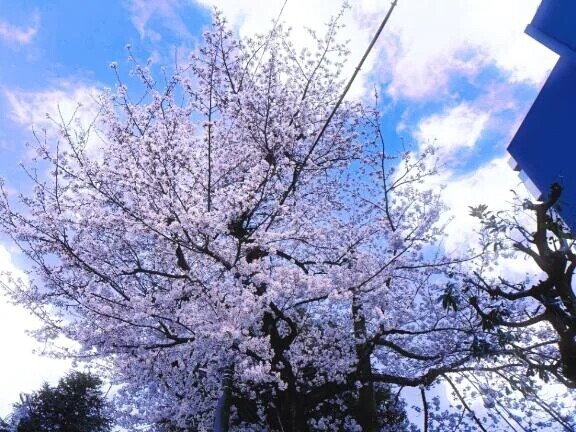 やっと見れた🌸