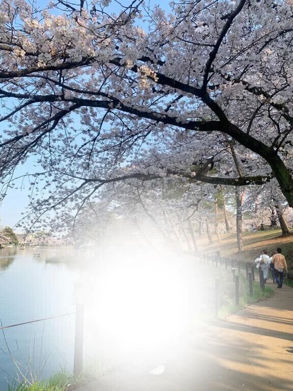 桜