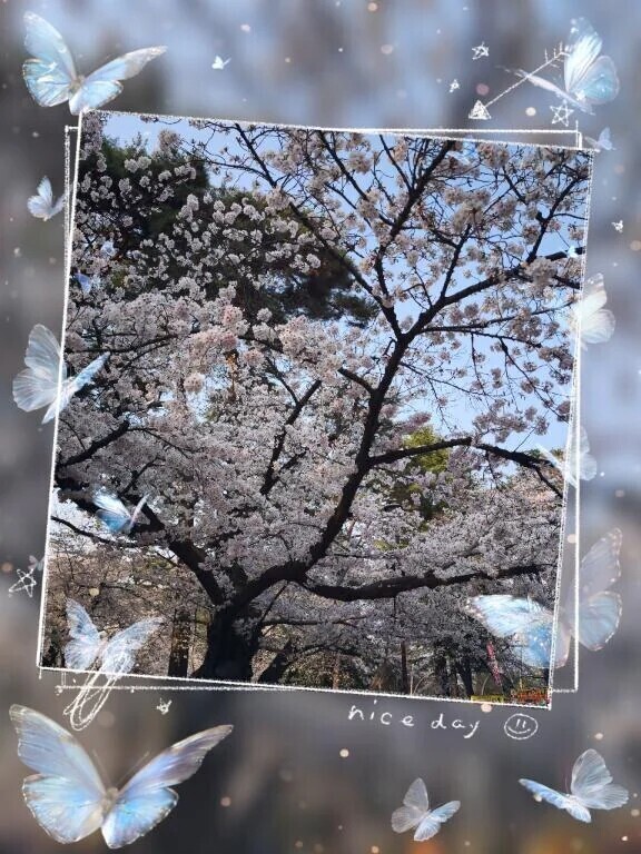 お花見🌸