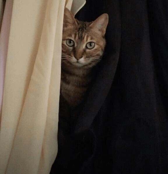 保護猫が沢山住んでいるラブホテル？