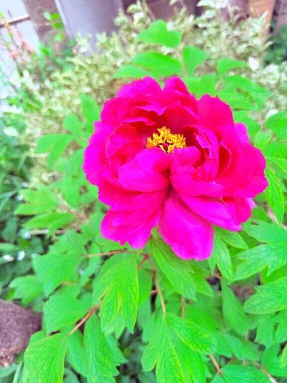 はらはらひらり🌸🍃