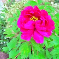 はらはらひらり🌸🍃