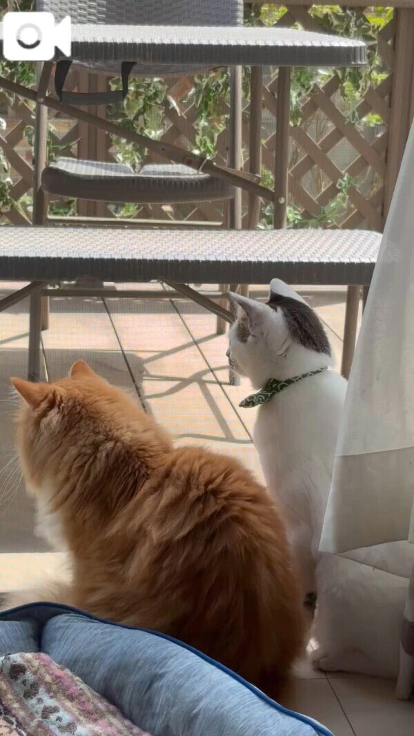 本日