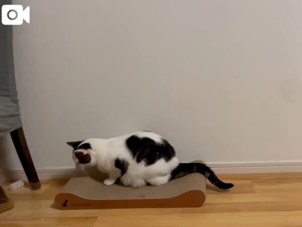 🐾猫部のみなさんへ🐈‍⬛