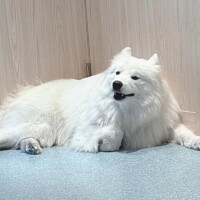 しゅうか