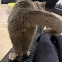 しゅうか