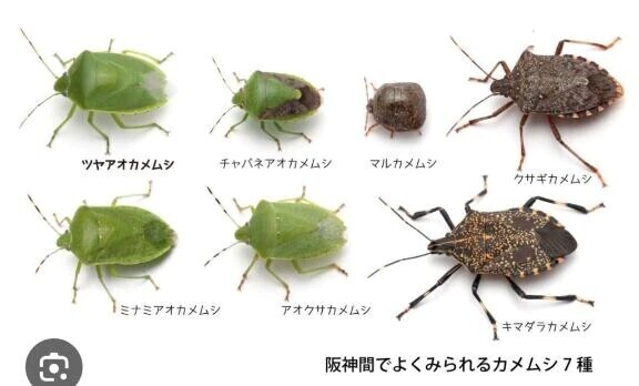 カメちゃんの季節