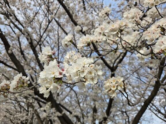 春🌸