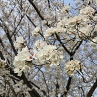 れいか