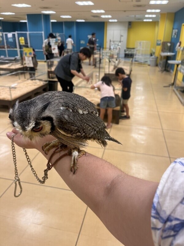 七夕終わってしまったねー。