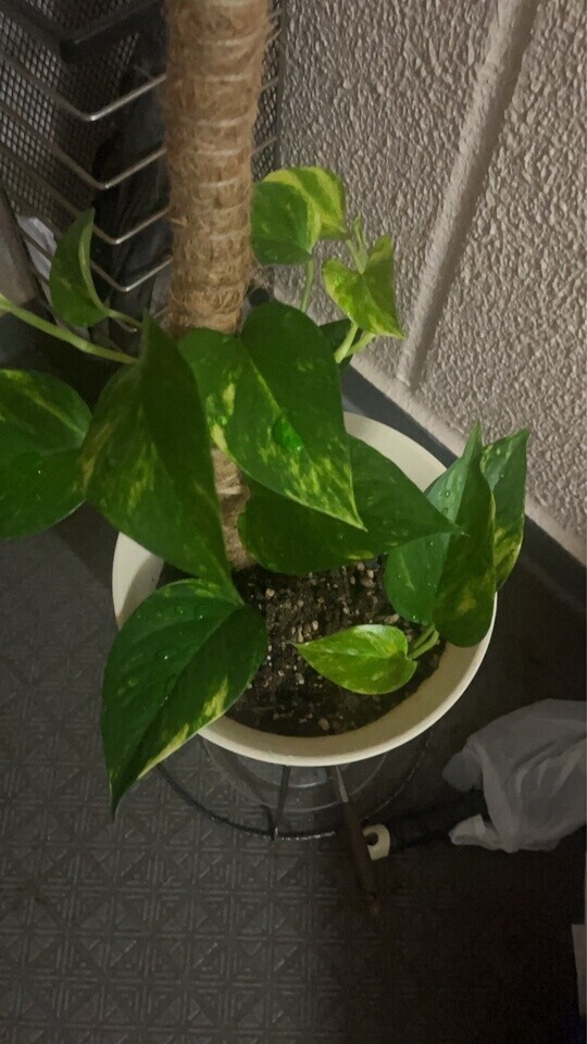 大きく育ちました！