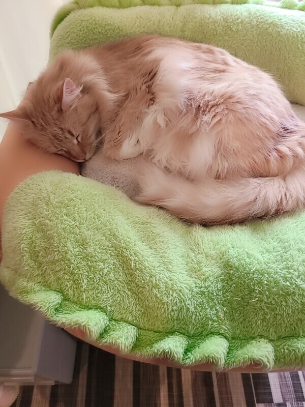 ありがとうございます😹