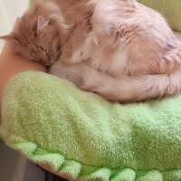 ありがとうございます😹