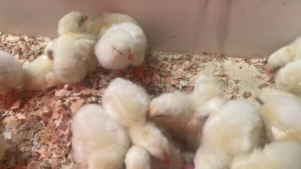 生き物と触れ合える♡