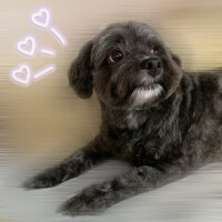 うちのわんこ🐶🐾