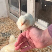 ひよこ🐣🐣