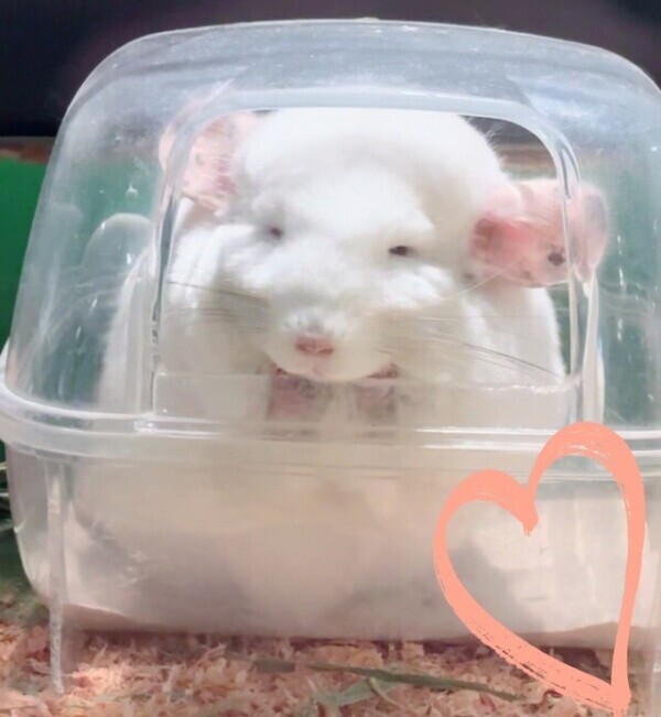 休日ฅ^•ω•^ฅ