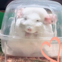 休日ฅ^•ω•^ฅ