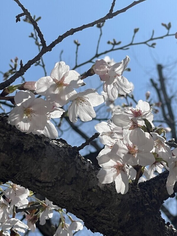 🌸