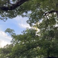 ひめか