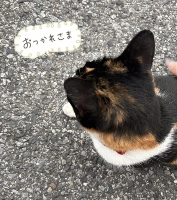 今日のありがとう日記🐱♪゛