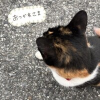 ちはや
