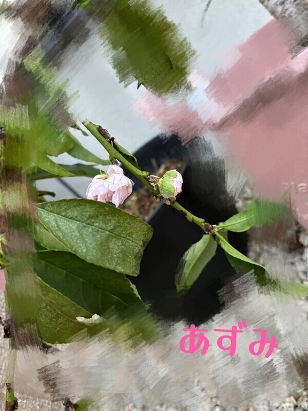 秋だよね？( ¯ ³¯)
