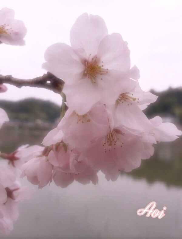 三寒四温🫧